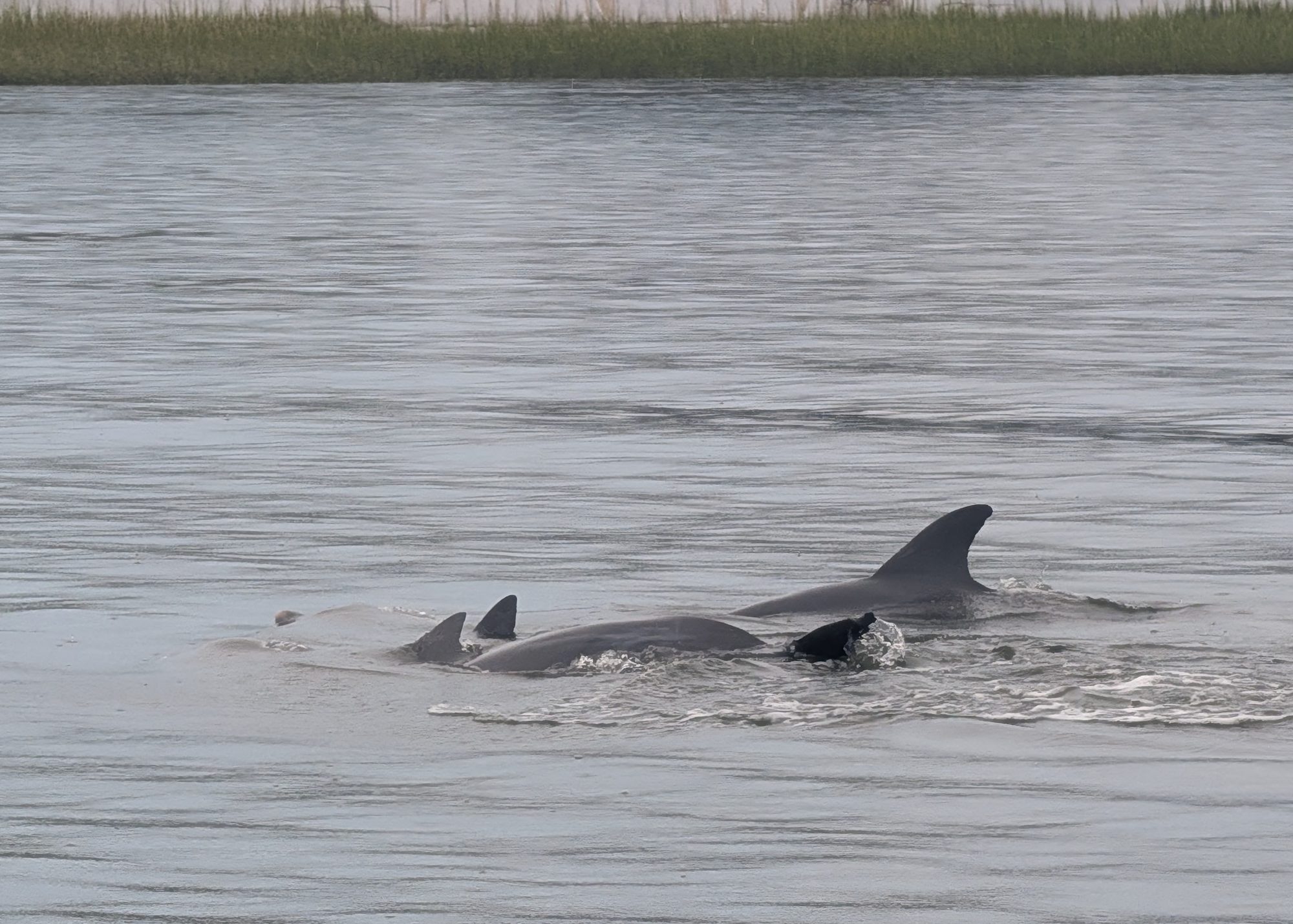 Dolphins surfacing together in a tidal creek with marsh grass behind them